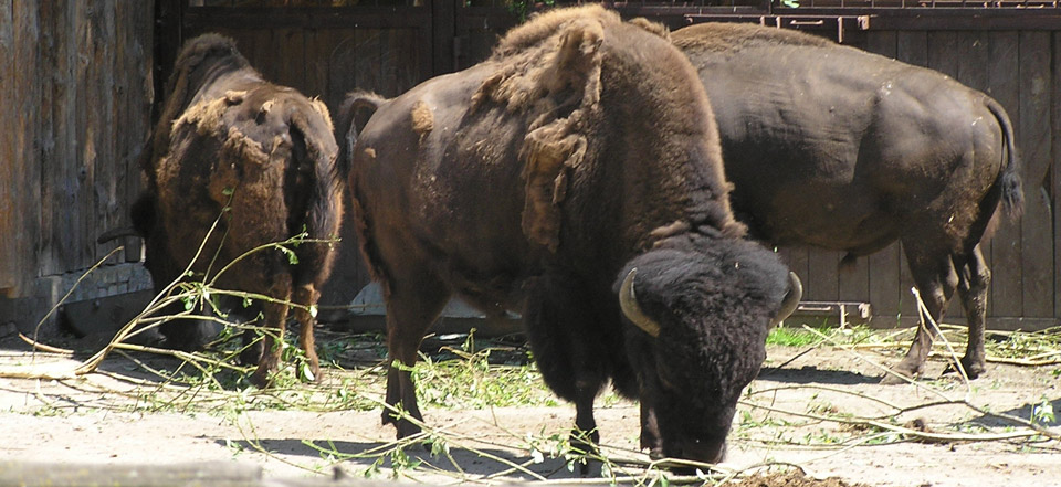 免费网络电话在线使用