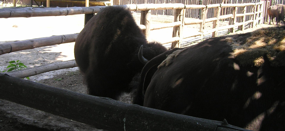 炸你妹在线轰炸