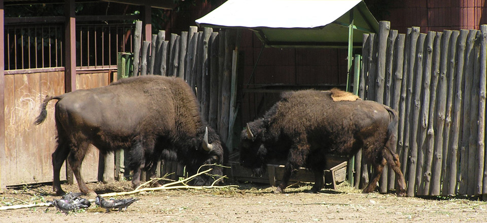 在线短信轰炸软件